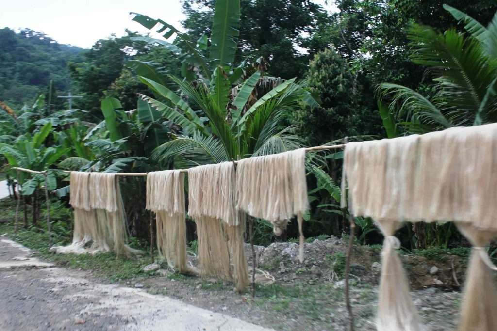 abaca plant fibers