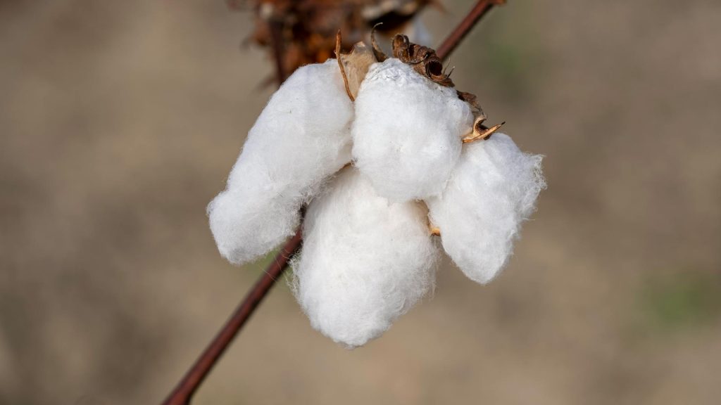 cotton plant with cotton fibers 