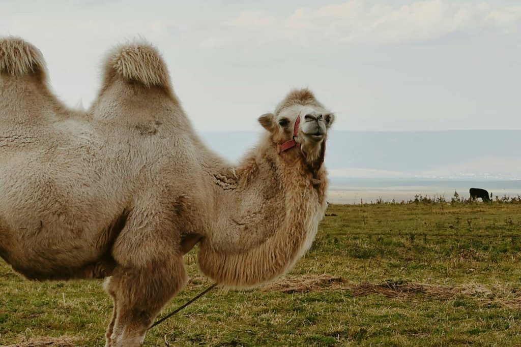 two humped camel