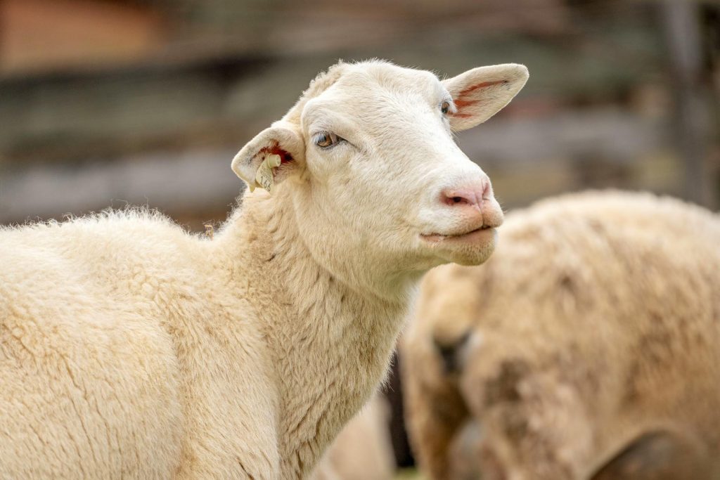 sheep with short wool