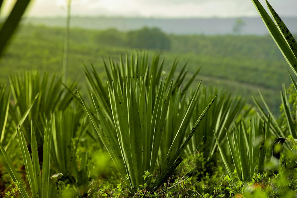 Sisal plant