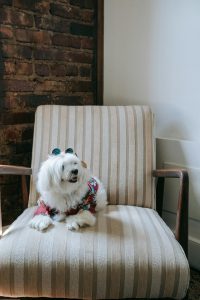 pet friendly furniture fabrics